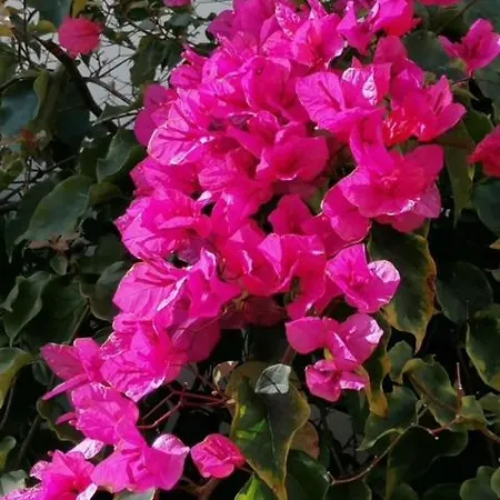 شقة Casa Sophie *