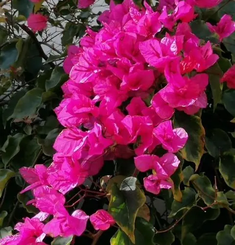 Apartmán Casa Sophie *